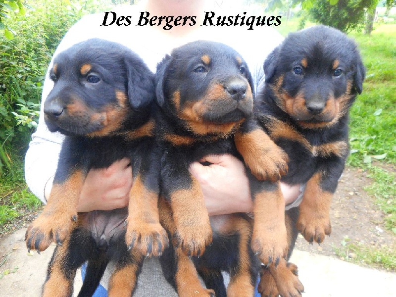 Des Bergers Rustiques - Berger de Beauce - Portée née le 17/05/2016